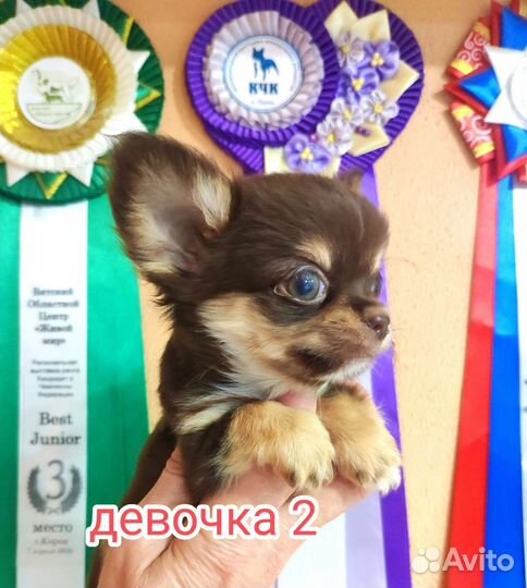 Щенки Чихуахуа