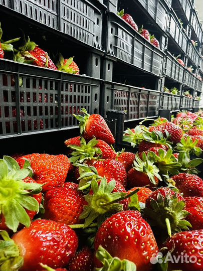 Клубника свежая цена указано за ящика