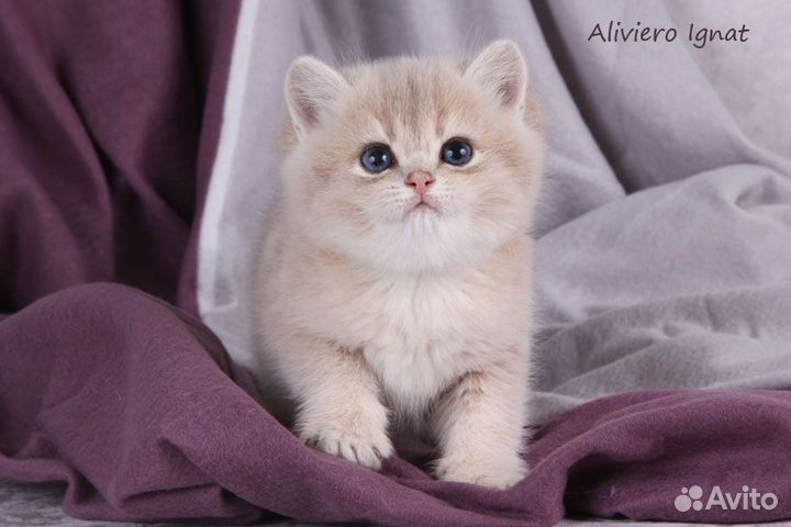 Британский малыш Игнат. Голубая золотая шиншилла