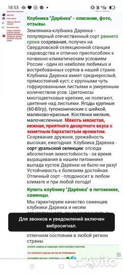 Клубника сорт Даренка