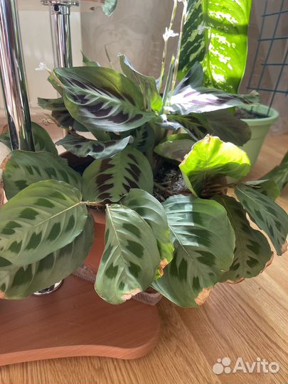 Комнатные цветы. Маранта. Калатея Орфиболия