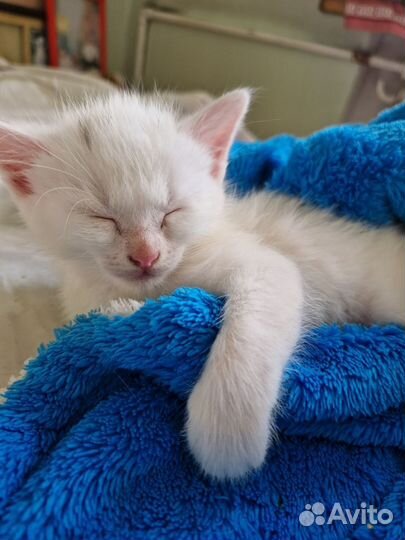 Котята