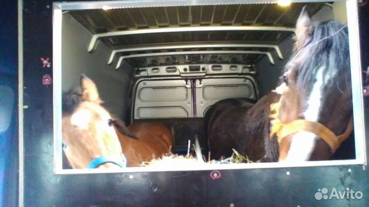 Коневоз (перевозка лошадей, коров, др. животных)