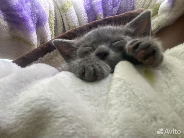 Котята в добрые руки, дымчатую кошечку забрали