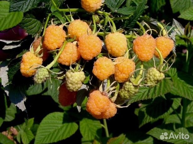 Малина традиционная и ремонтантная