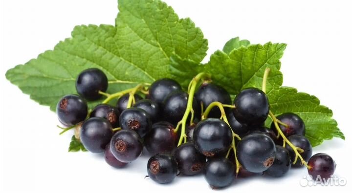 Черная смородина