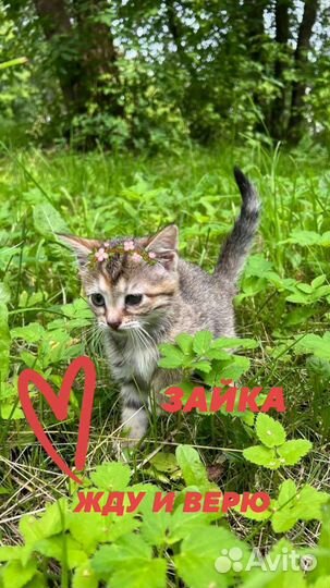 Кошки в добрые руки бесплатно