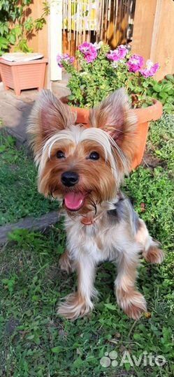 Вязка Йоркширский терьер