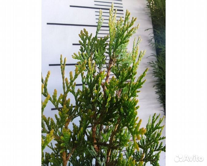 Туя западная Корник