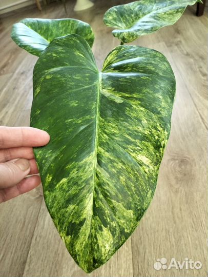 Комнатные растения, филодендроны и др