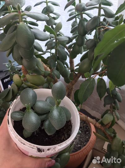 Крассула толстянка (Денежное дерево)