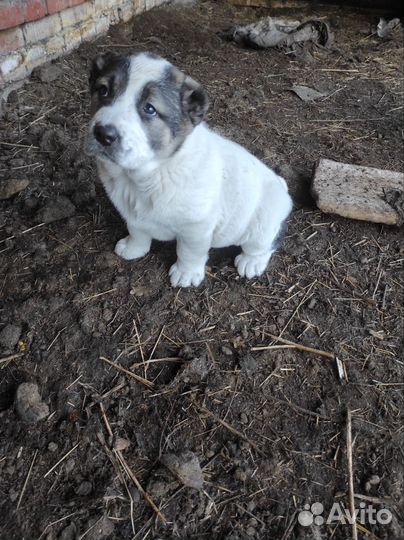 Азиатская овчарка