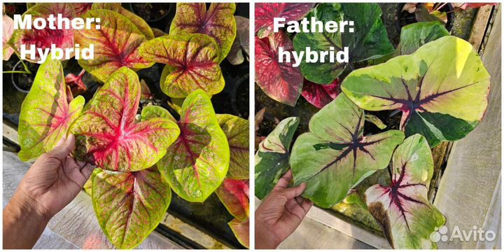 Семена каладиума