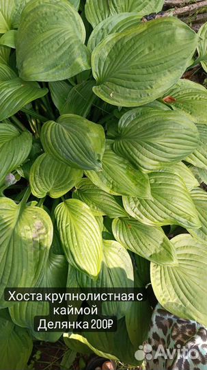 Многолетники садовые