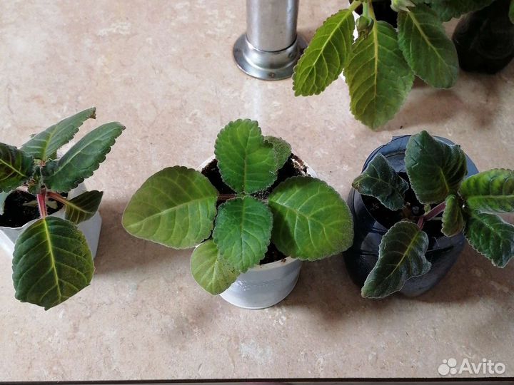 Глоксиния, Комнатная мята