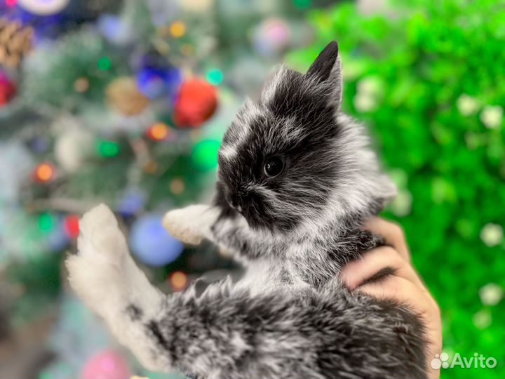 Мини карликовый кролик