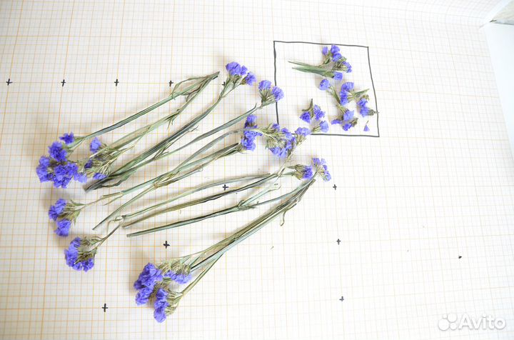 Сухоцветы для творчества, объемные