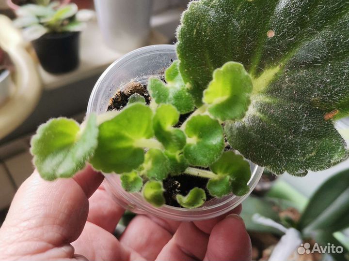 Бегония, фиалка, герань, фикус букле, эписция