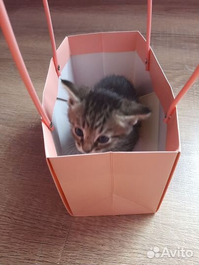 Котята бесплатно