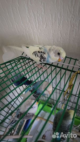 Птенцы волнистый попугай