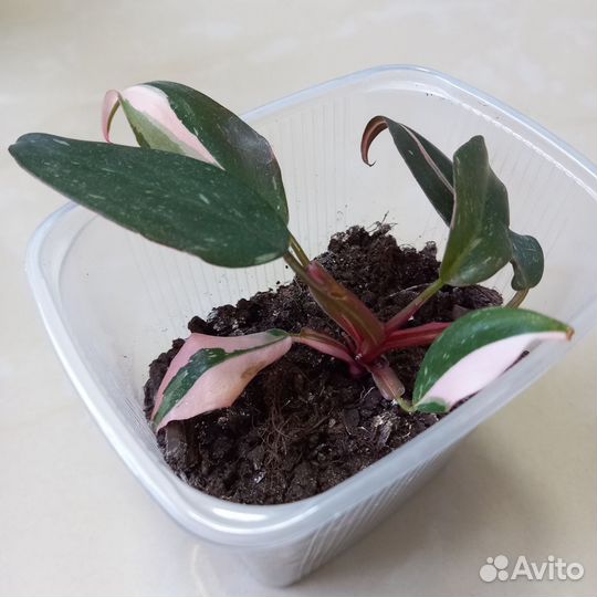 Филодендроны Розовая/Белая/Оранж принцесса