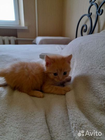 Отдам в добрые руки