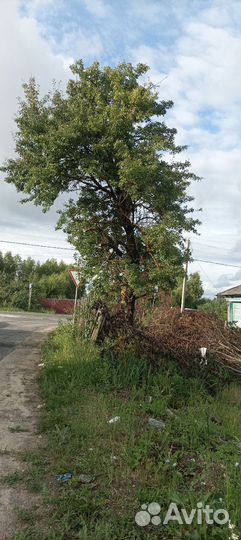 Покос травы, спил деревьев