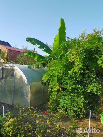 Побеги Банановой Пальмы