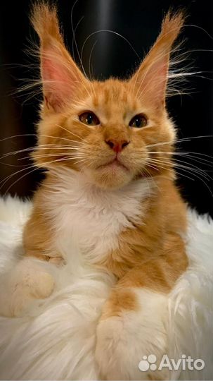 Котята мейн-кун рыжие