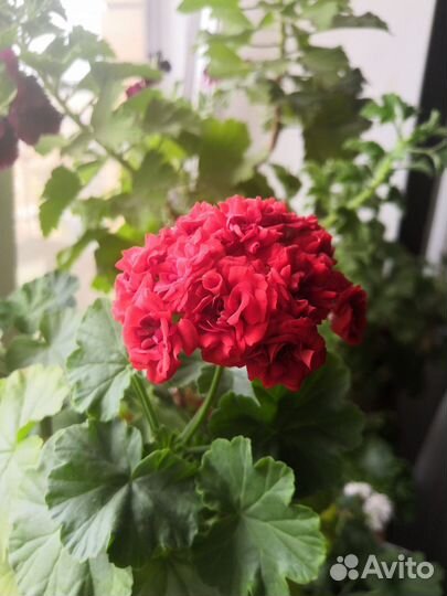 Пеларгония герань