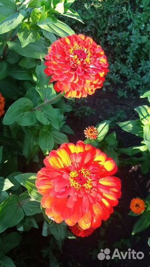 Живые цветы букеты на 1 сентября