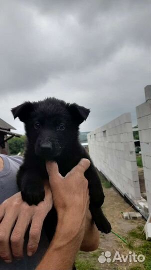 Немецкая овчарка