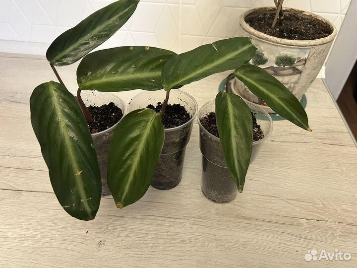 Продам Строманту Сангунея