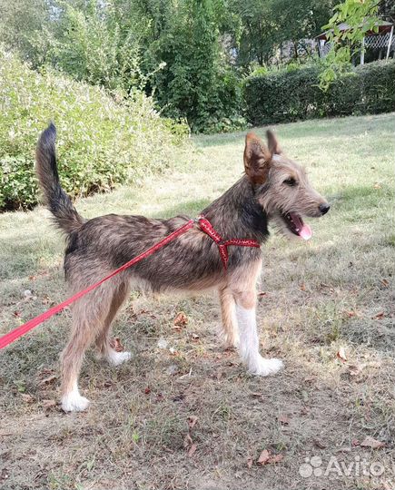 Щенок квартирный в добрые руки