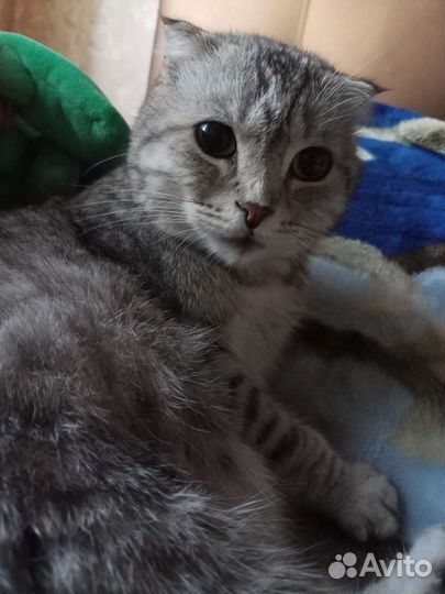 Кот в добрые руки