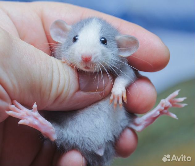 Крыса (Крыски, Крысята) Дамбо