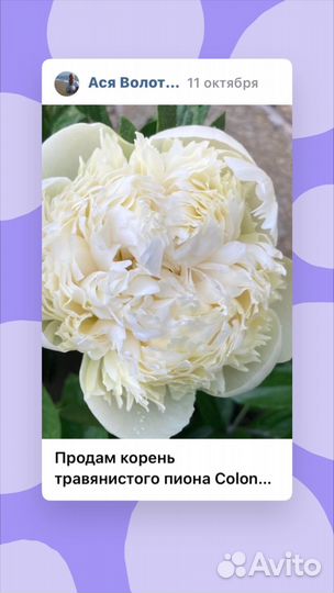 Пионы саженцы