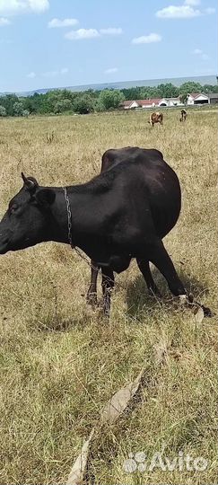 Коровы дойные молочные стельные