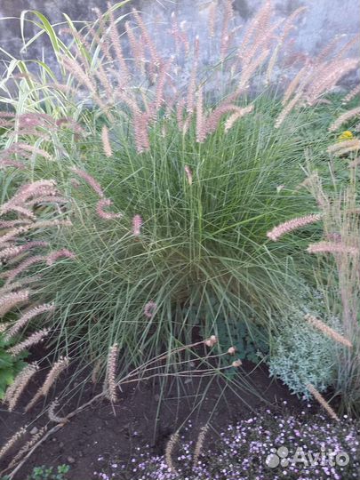 Злаковые растения,снять пестролистная,тамарикс