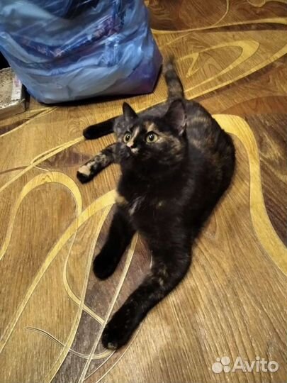 Стерилизованная кошечка 6 месяцев