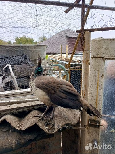 Индийский павлин