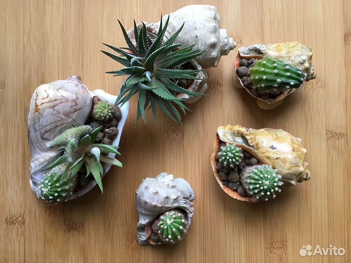 Кактусы и суккуленты