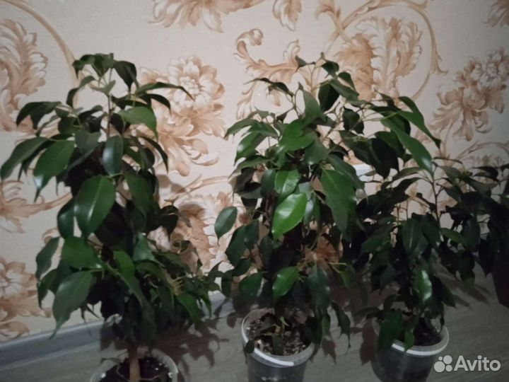 Бенджамина