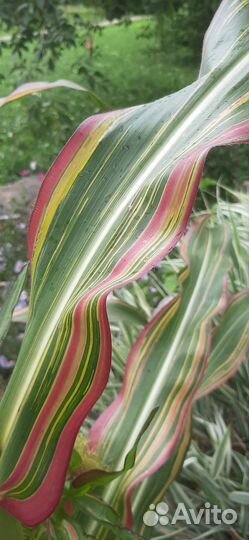 Кукуруза декоративная Пёстрая лента