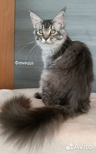 Котята мейн-кун с документами, вет.паспортом, дог