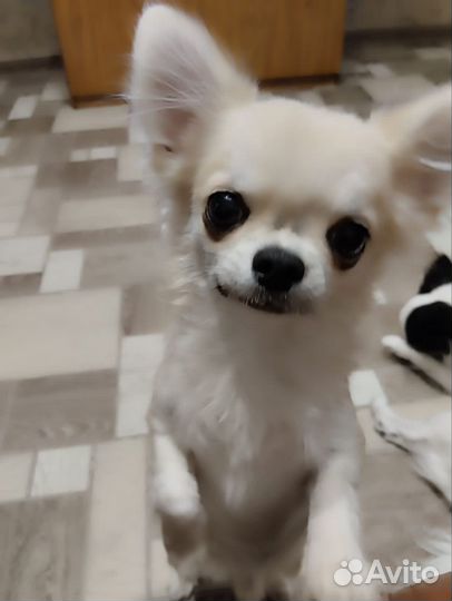 Вязка собак чихуахуа