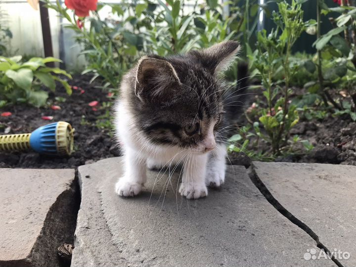 Кошка Мира