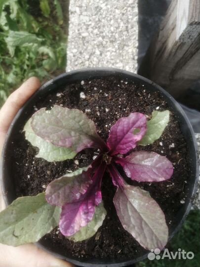 Многолетние теневыносливые, почвопокровные цветы