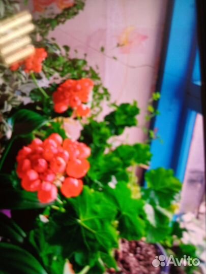 Пеларгония герань