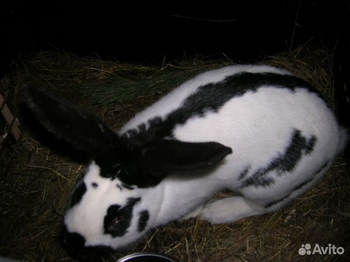 Кролики нпв